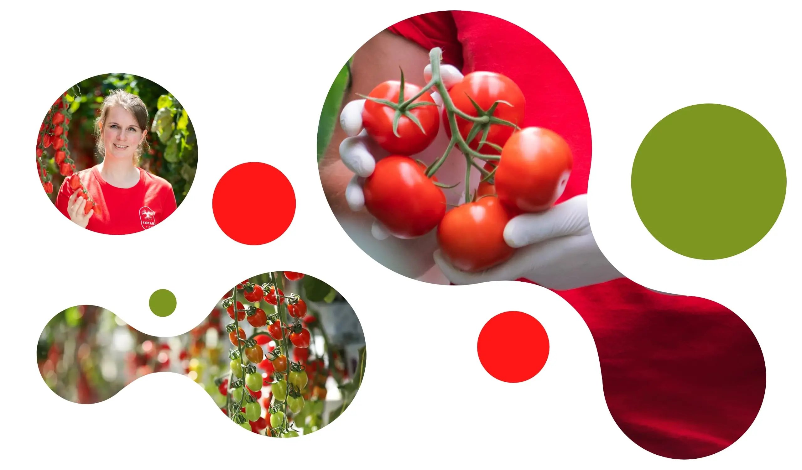 Totam Seeds – visual 2