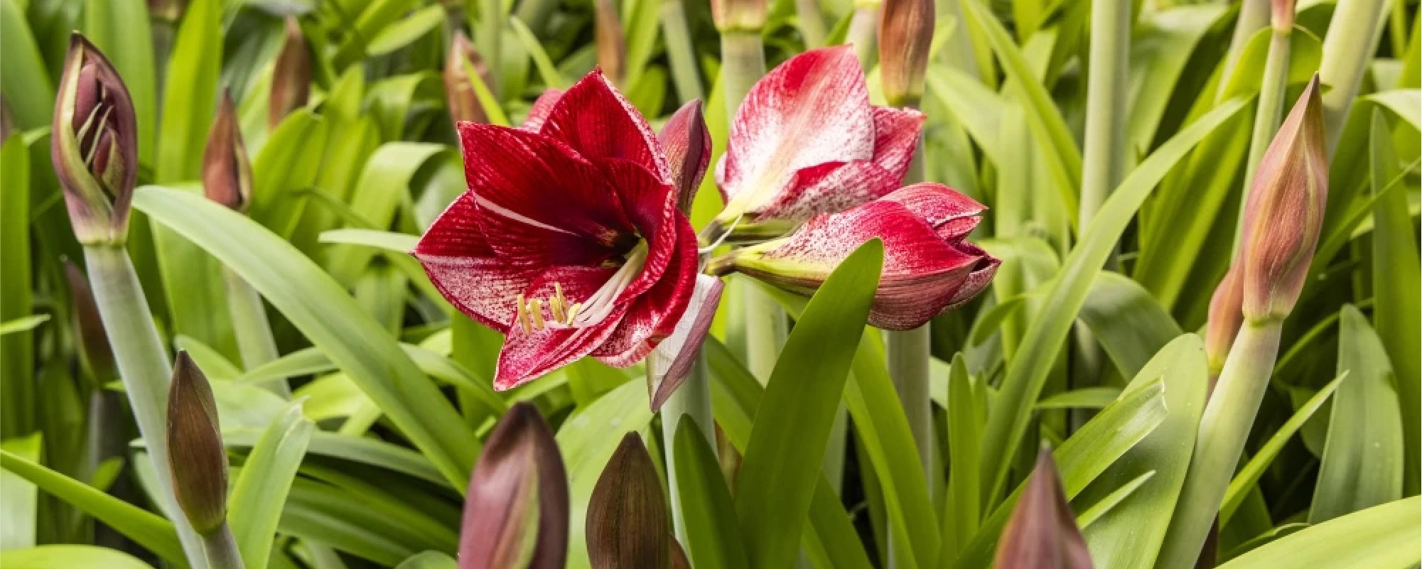 Amaryllis kwekerij Marrewijk – header