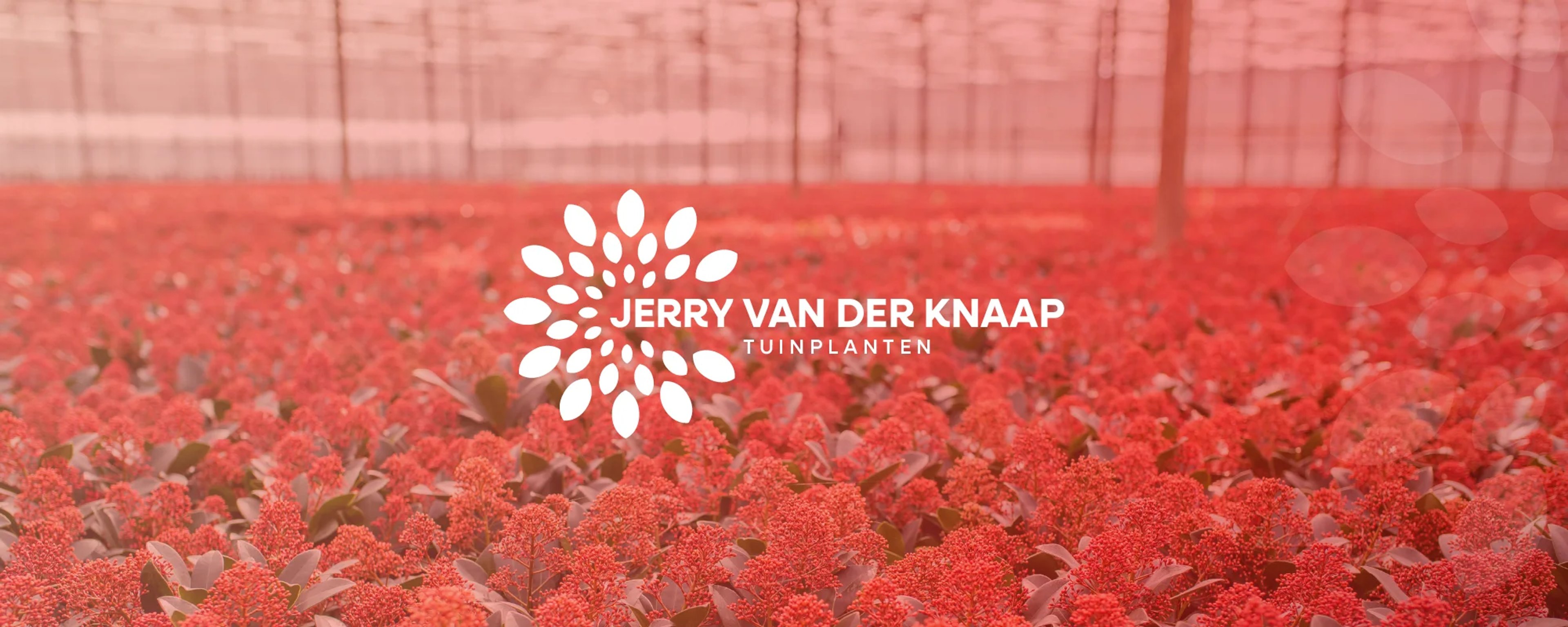Jerry van der Knaap – header