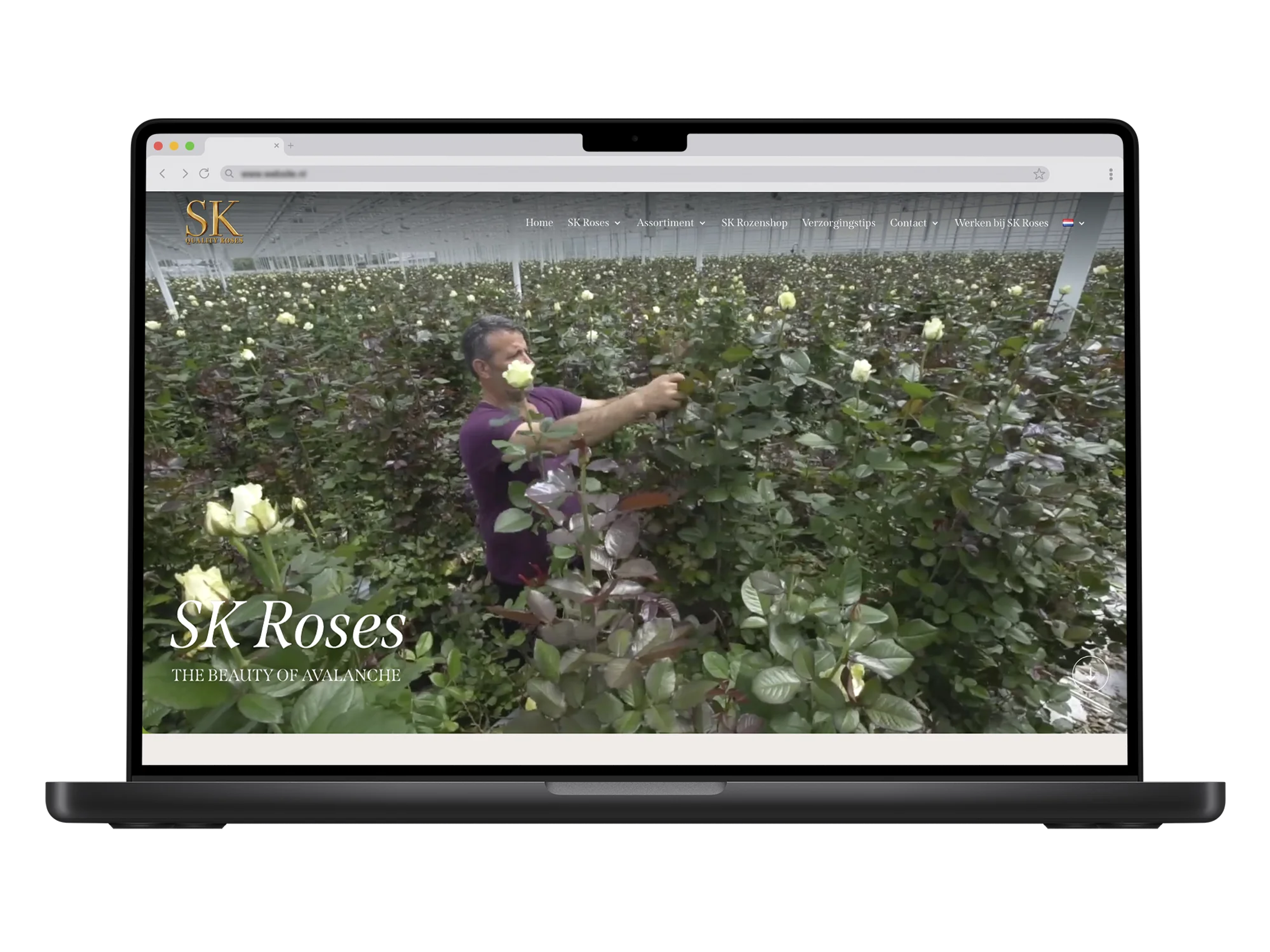 Sk Roses – mockup