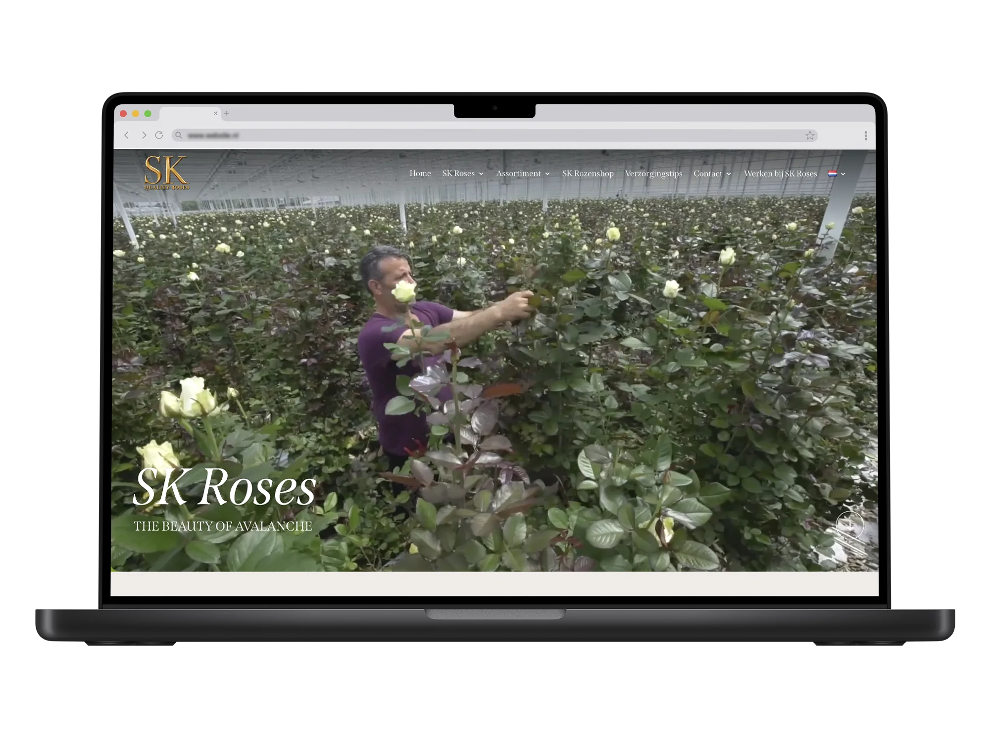 Sk Roses – mockup