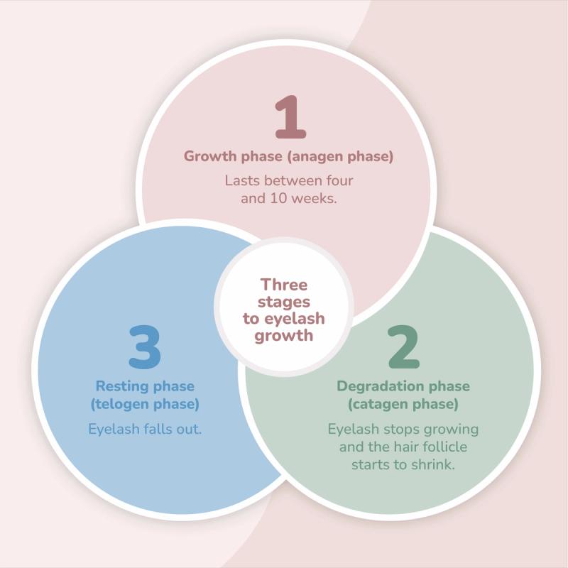 Chart Showing the Three Stages to Eyelash Growth - Growth Phase, Degradation Phase, Resting Phase