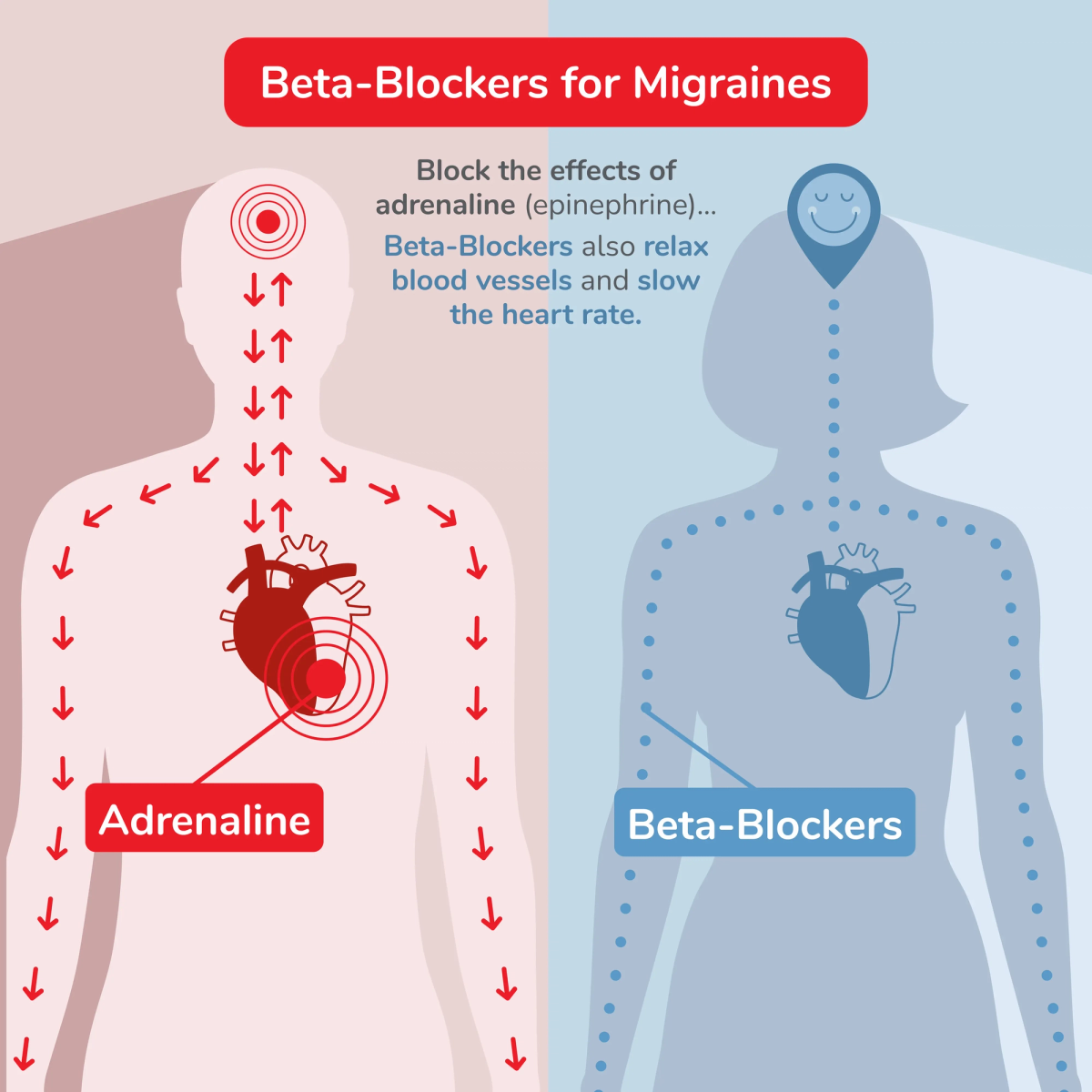 Illustration of Beta-Blockers Working in a Body