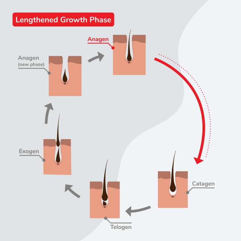 How Minoxidil Lengthens Anagen Hair Growth Phase Illustration