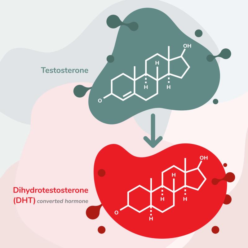 Testosterone Converting to DHT Hormone Illustration