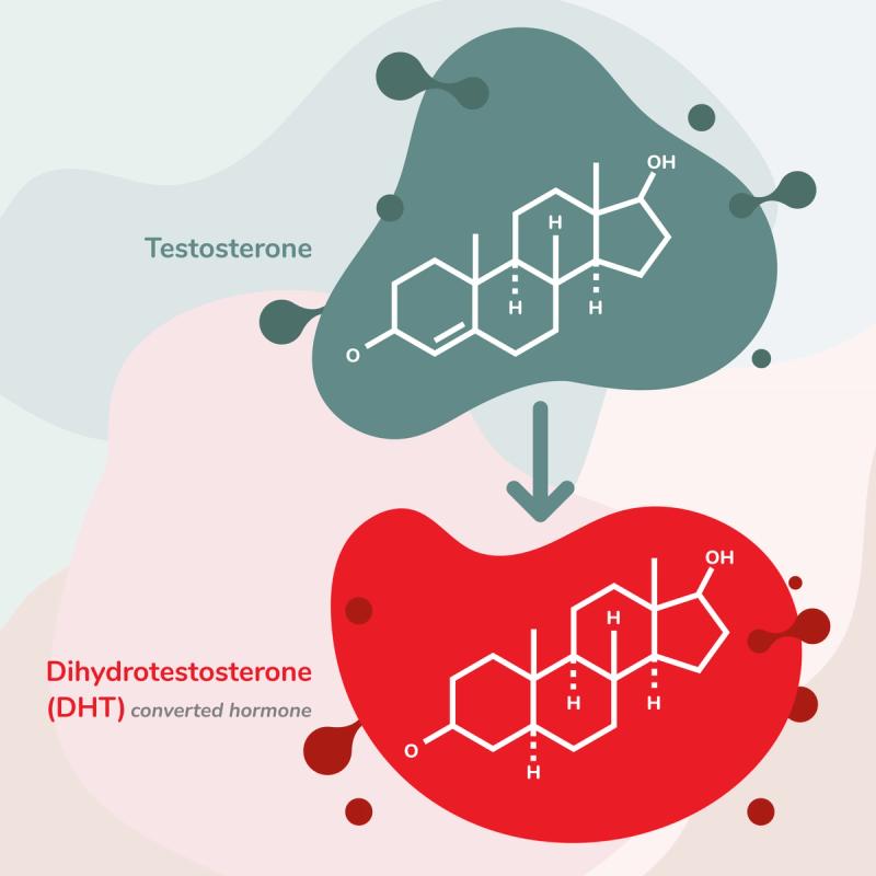 Illustration of Testosterone Converting to Dihydrotestosterone (DHT)
