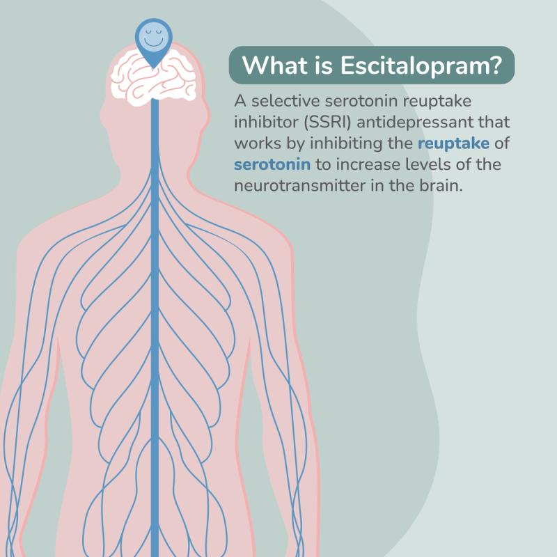 Illustration of Escitalopram Working in the Body