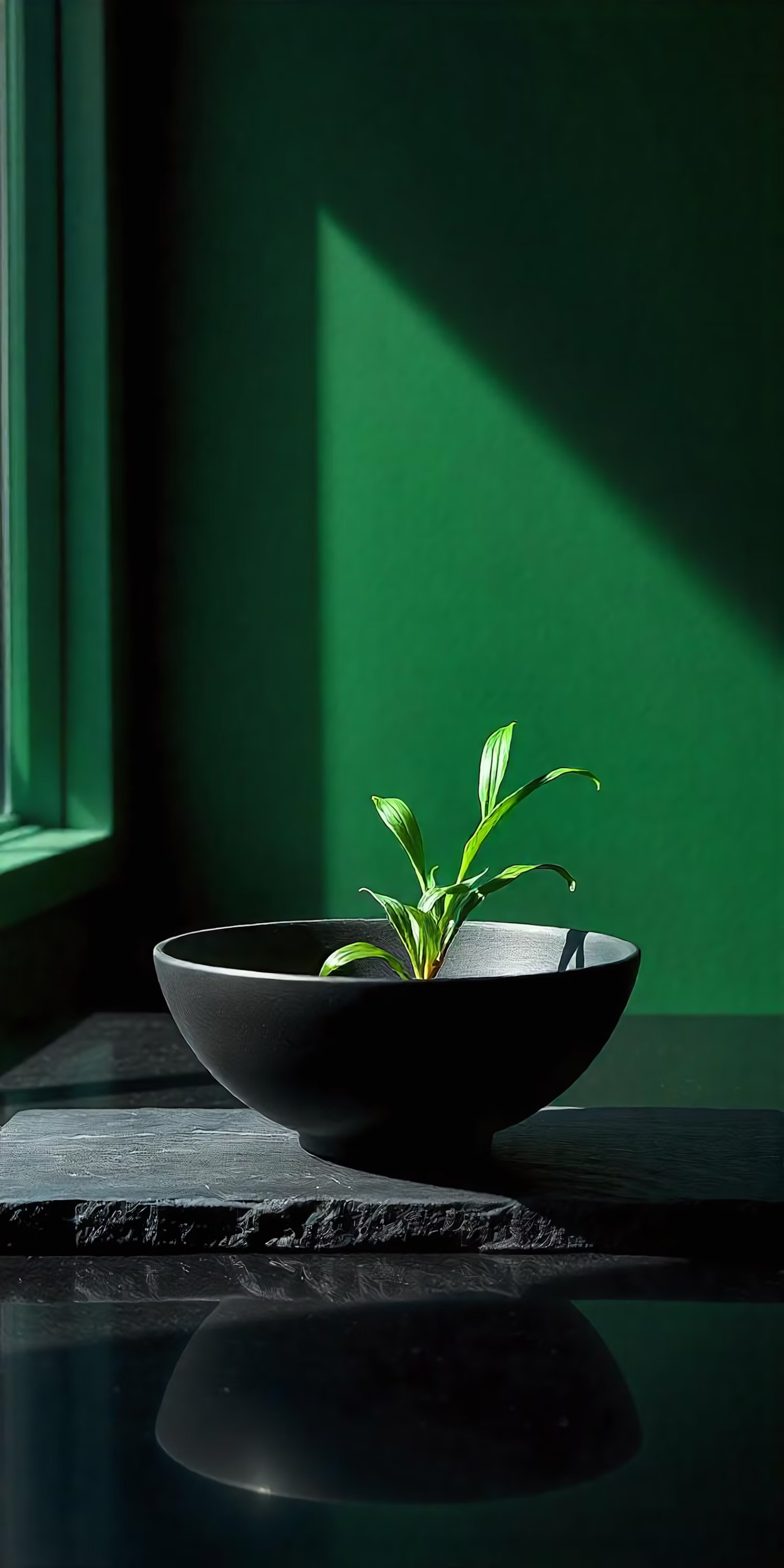 Small plant in a black stone bowl against a green wall