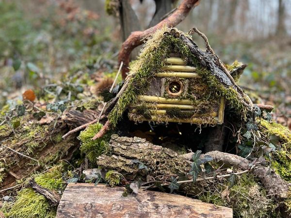 Märliwald Frühling 2025