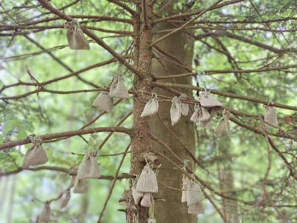 Märliwald im Frühling 2024