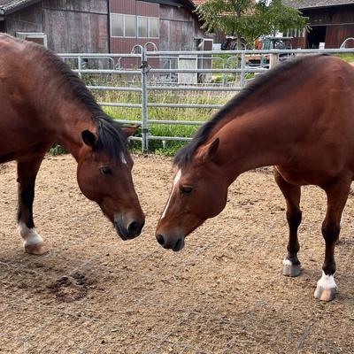 Bei Harry und seiner Herde