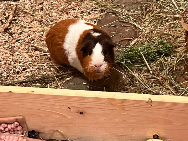 Willkommen Meerschweinchen "Marmor" 2022