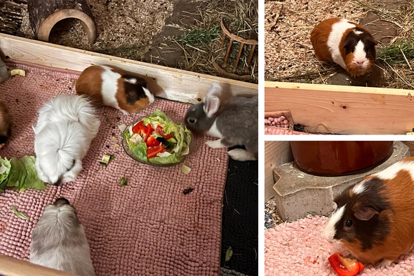 Willkommen Meerschweinchen "Marmor" 2022