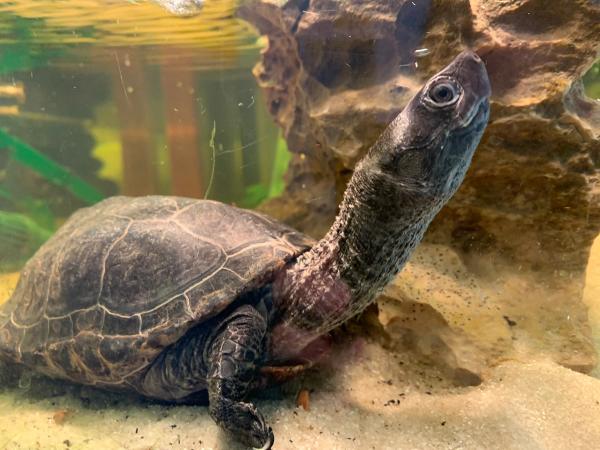 Fred in seiner Lieblingspose 2021