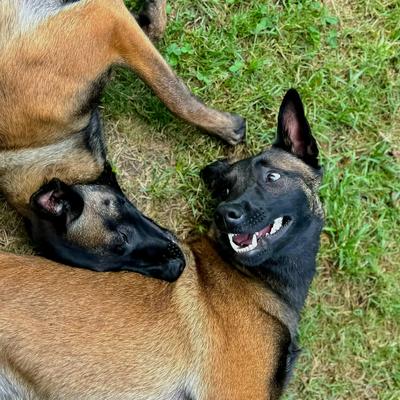 Galerie Bild {{number}}