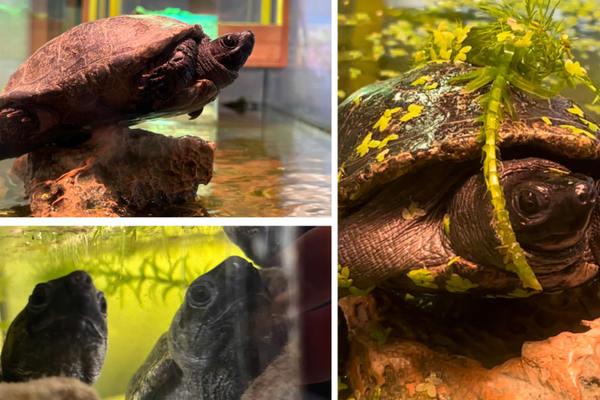 Fred in seiner Lieblingspose 2021