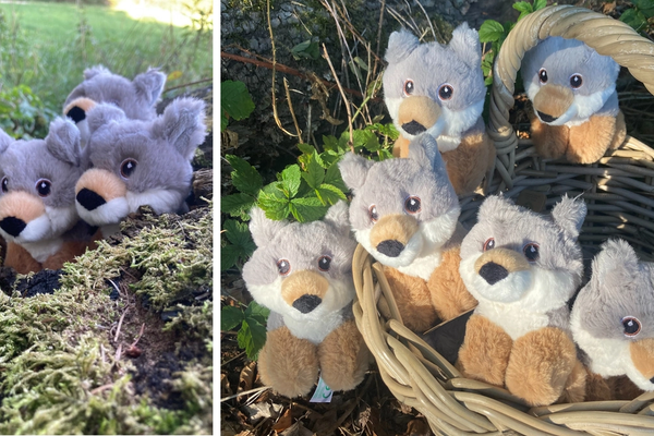 Der ABRI Wolf ist eingezogen 