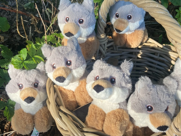 Der ABRI Wolf ist eingezogen