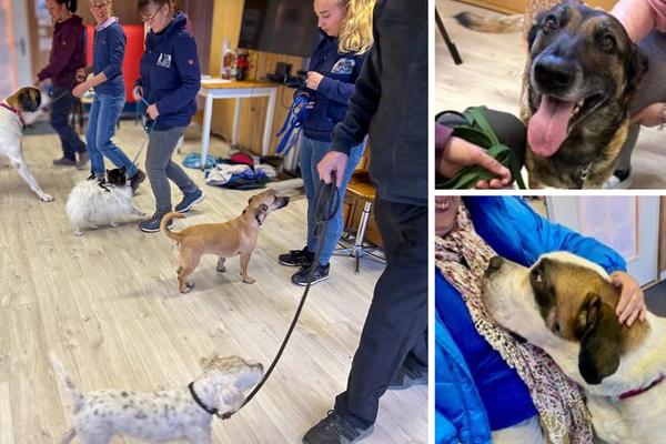 Hundebesuch im Pflegeheim Sonnhalde 