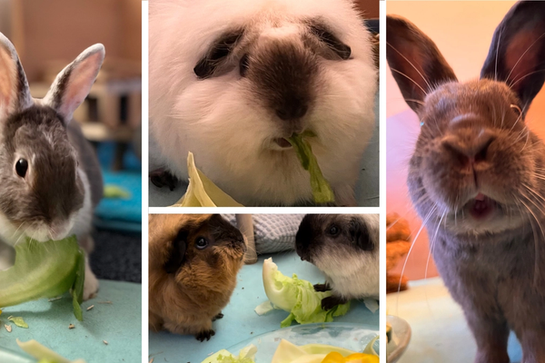 Die Hasen & Meerschweinchen geniessen es