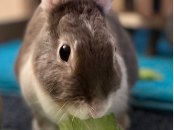 Die Hasen & Meerschweinchen geniessen es 2023