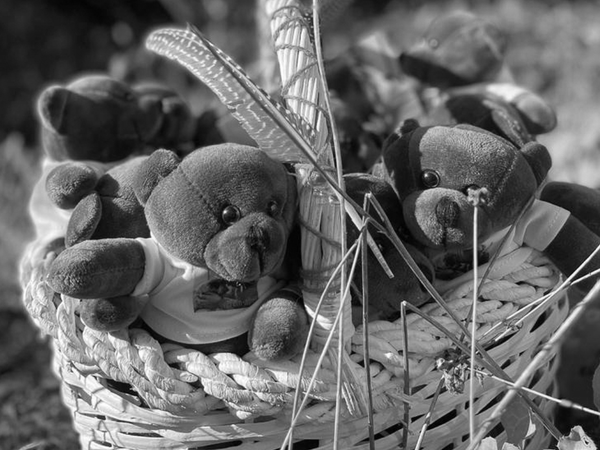 Verein ABRI Bären fürs Kispi 2021