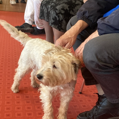 Therapiehunde im Einsatz 