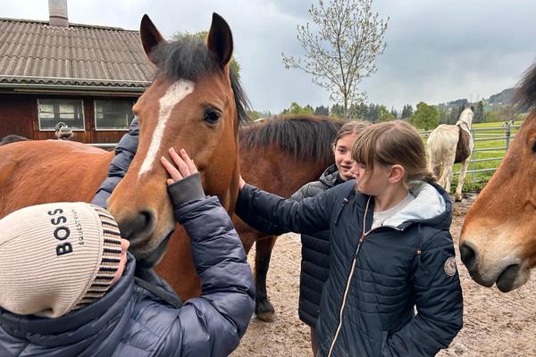 Harry unser Therapiepferd