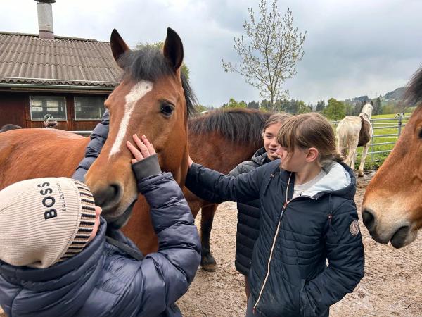 Harry unser Therapiepferd