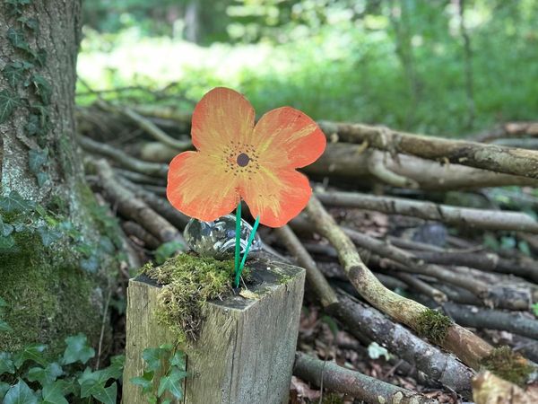 Märliwald Sommer 2025