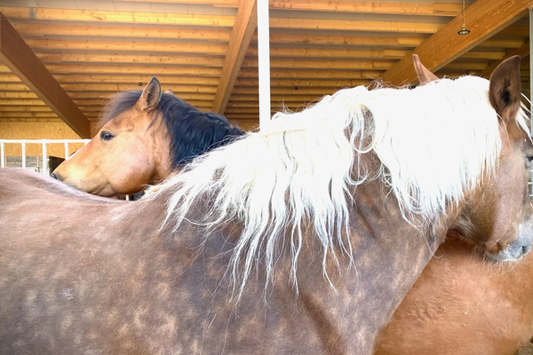 Harry das Therapiepferd