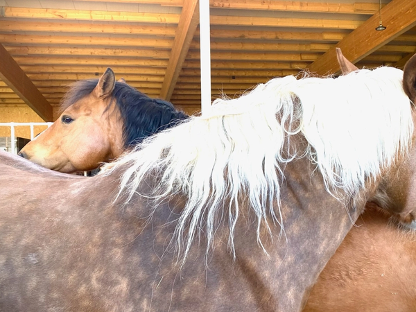 zwei Pferde kraulen sich den Rücken.