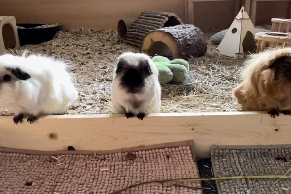 Ein kleiner Einblick ins Meerschweinchen-Leben 2022