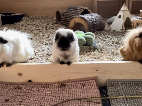 Ein kleiner Einblick ins Meerschweinchen-Leben 2022