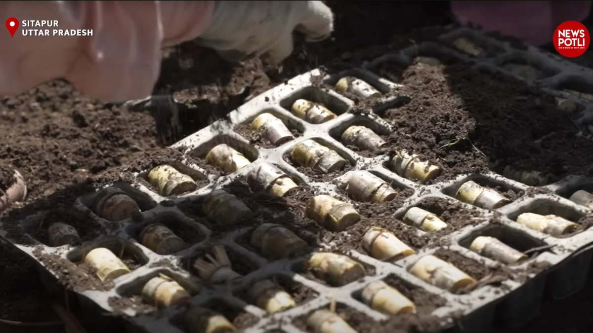 उत्तर प्रदेश में नवीन गन्ना किस्मों के लिए मिनी सीड किट की ऑनलाइन बुकिंग शुरू
