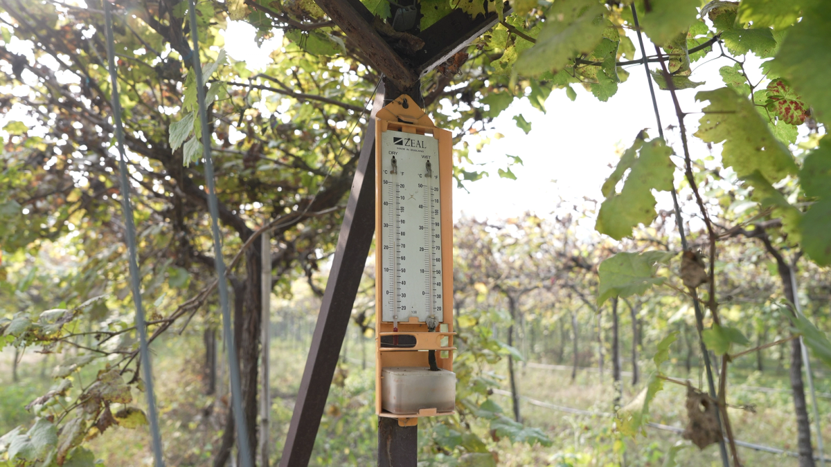 Zeal Mason's-type wet and dry bulb hygrometer used for measuring atmospheric moisture and temperature.