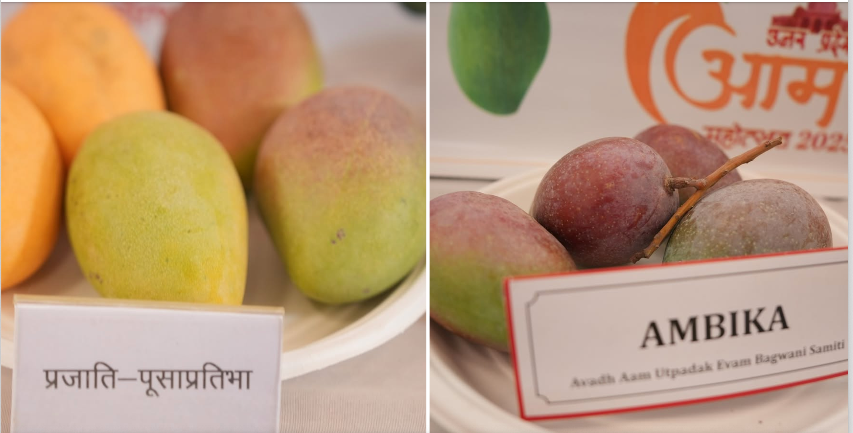 उत्तर प्रदेश आम महोत्सव में आयोजित आम की विभिन्न किस्मों के पौधे चाहिए तो इस नंबर पर कीजिए व्हाट्सएप मैसेज, मिलेगी जानकारी
