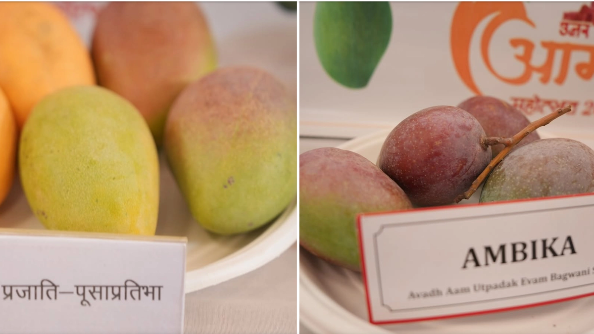 उत्तर प्रदेश आम महोत्सव में आयोजित आम की विभिन्न किस्मों के पौधे चाहिए तो इस नंबर पर कीजिए व्हाट्सएप मैसेज, मिलेगी जानकारी