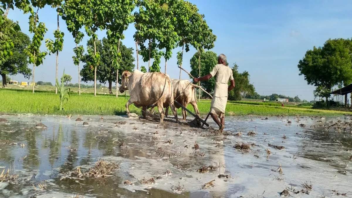 बैलों से खेती करने पर राजस्थान सरकार देगी सालाना 30 हजार रुपए की सब्सिडी