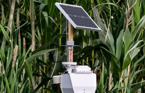 कपास की गुलाबी सुंडी पर नजर रखेगा AI Trap, ICAR ने तैयार की नई तकनीक