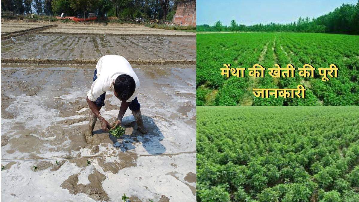 मेंथा की खेती- मार्च-अप्रैल में इस विधि से करें रोपाई, बंपर होगा उत्पादन