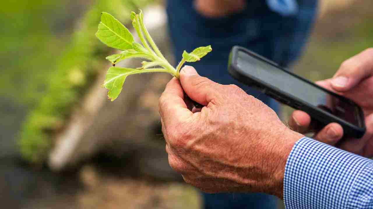 ICRISAT का Plant Health Detector App, फसलों में कीटों, बीमारियों और पोषक तत्वों की कमी की तुरंत करेगा पहचान