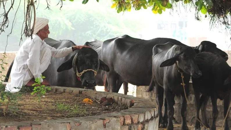 'पशु किसान क्रेडिट कार्ड' से पशुपालकों को कितनी मिलेगी आर्थिक मदद?