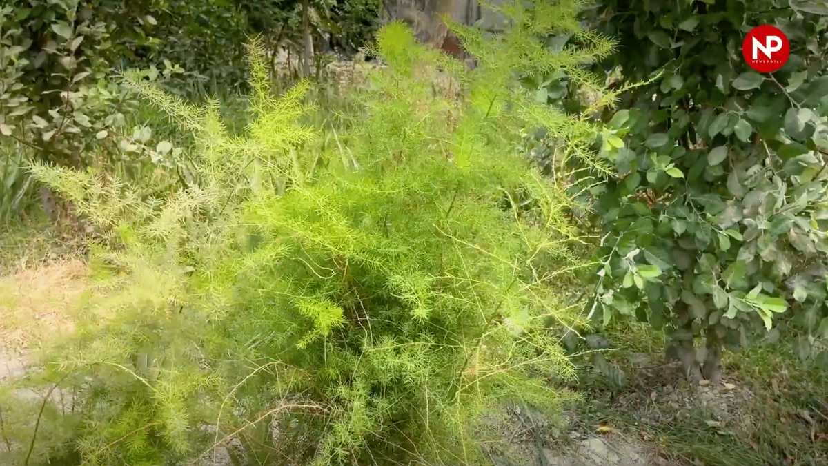 मध्यप्रदेश बना देश का सबसे बड़ा औषधीय फसलों वाला राज्य, किसानों को मिल रही 50% तक सब्सिडी