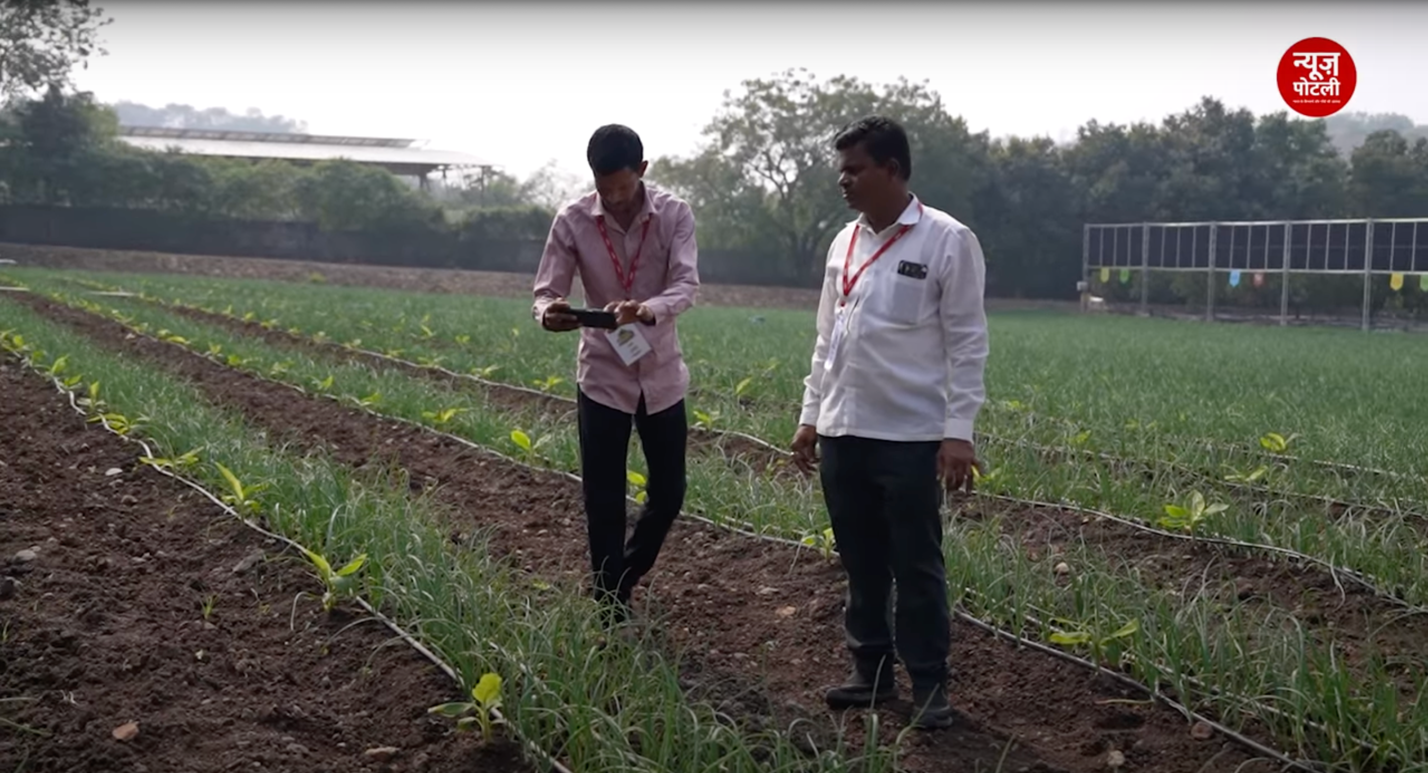 कम जमीन वाले किसानों के लिए वरदान है सहफसली खेती, जानिए केले की फसल के साथ किस फसल की करें खेती