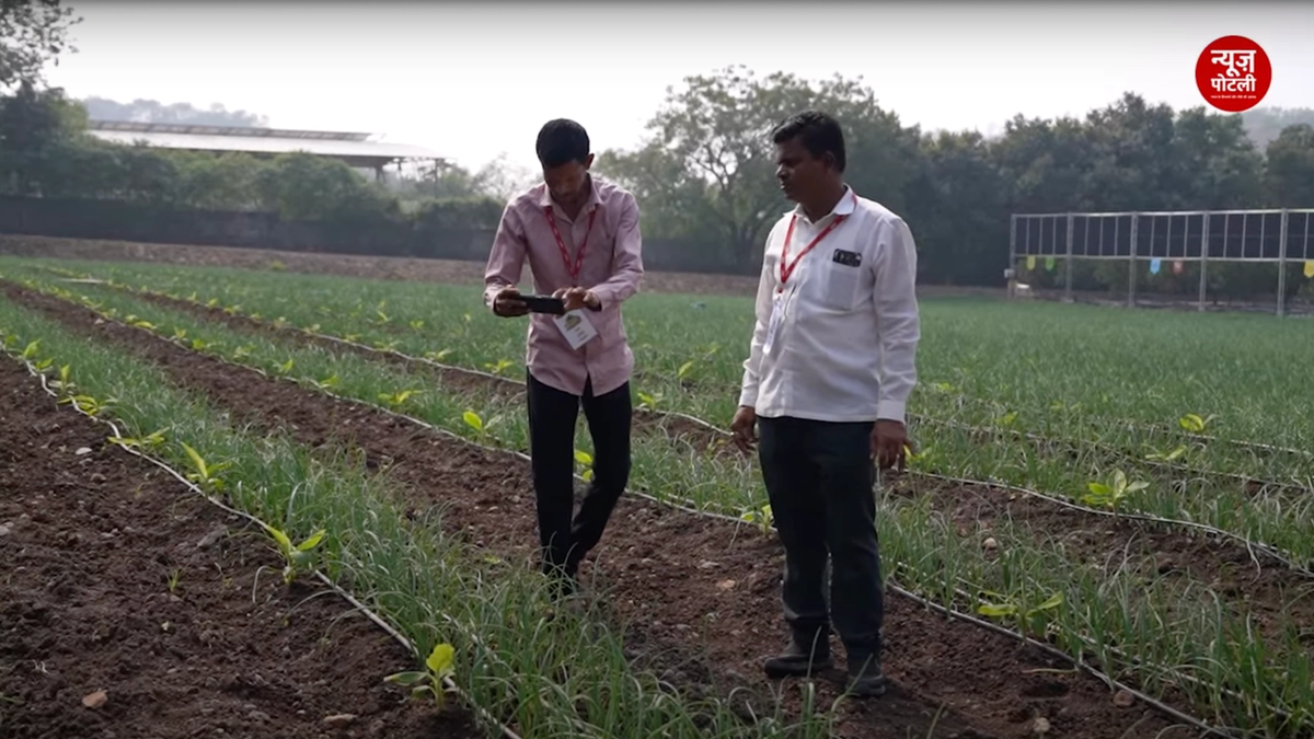 कम जमीन वाले किसानों के लिए वरदान है सहफसली खेती, जानिए केले की फसल के साथ किस फसल की करें खेती