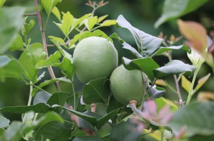 Goma Yashi Bael Variety