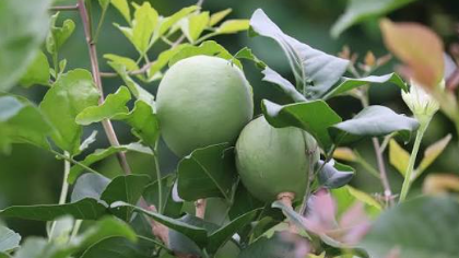 Goma Yashi Bael Variety