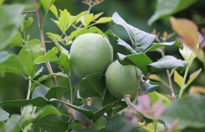 Goma Yashi Bael Variety