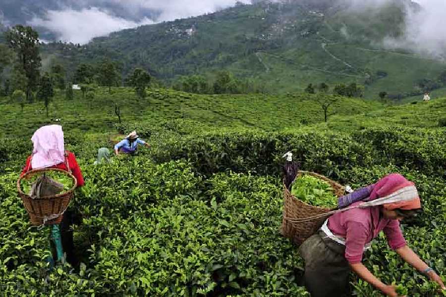 दार्जिलिंग में भारी बारिश और भूस्खलन से चाय उद्योग को झटका
